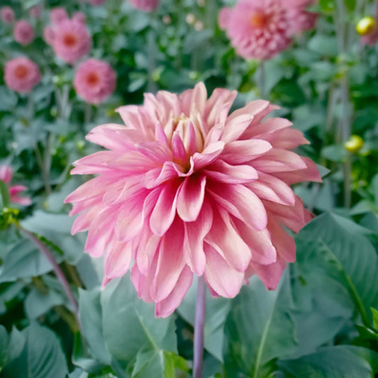 Lavender Lady Dahlia Tubers image 0