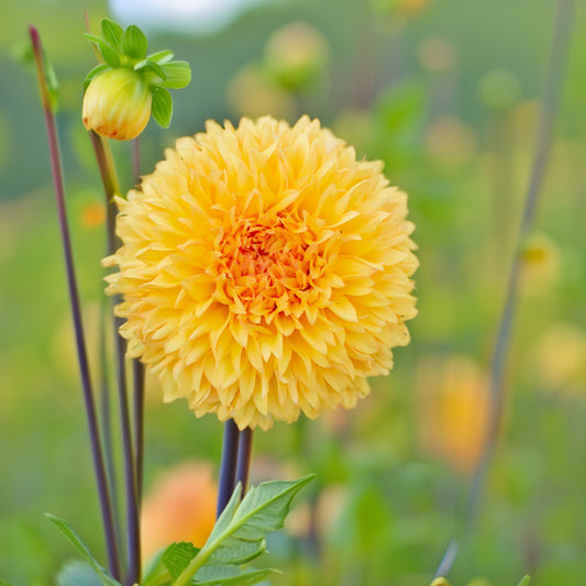 Florelie Dandelion Dahlia Tubers image 0