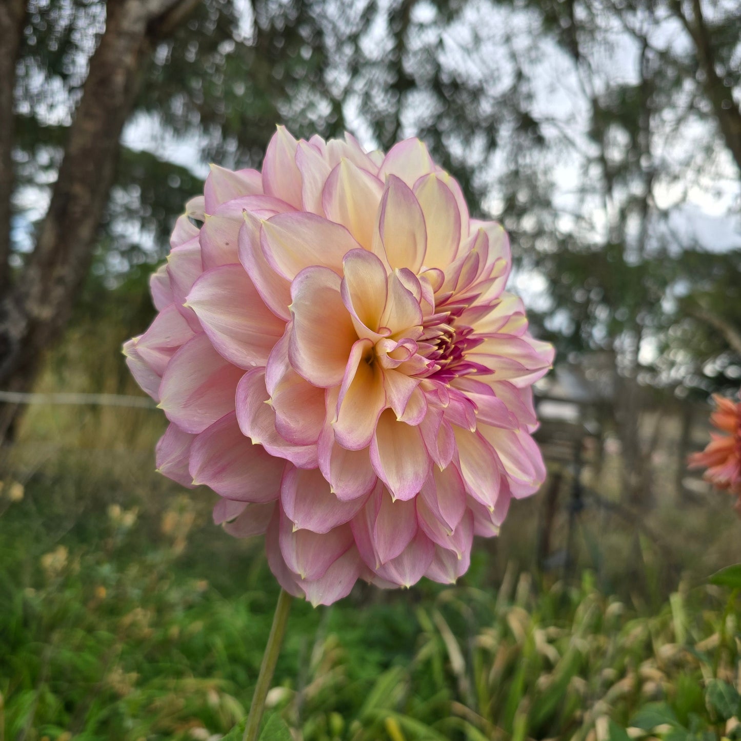 Kotora Dahlia Tubers
