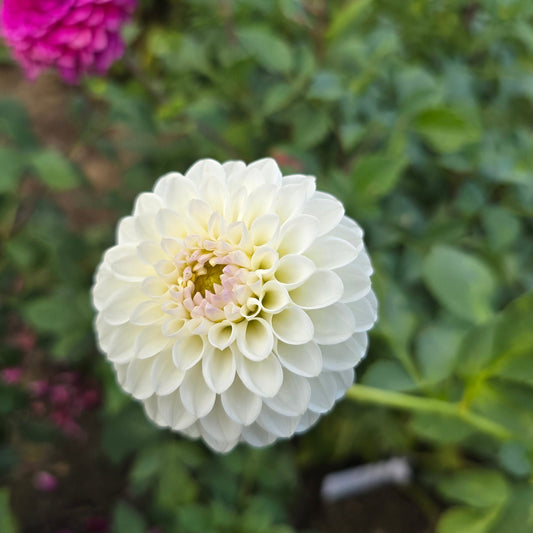 Small World Dahlia Tubers