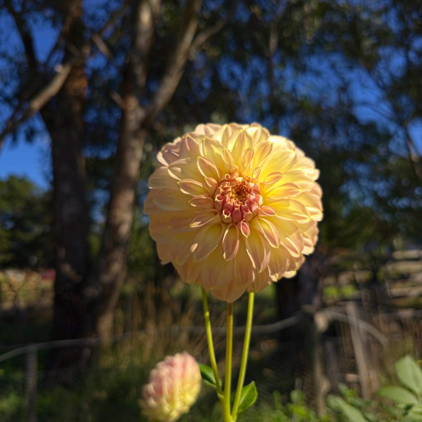 Coorabell Astrid Dahlia Tubers