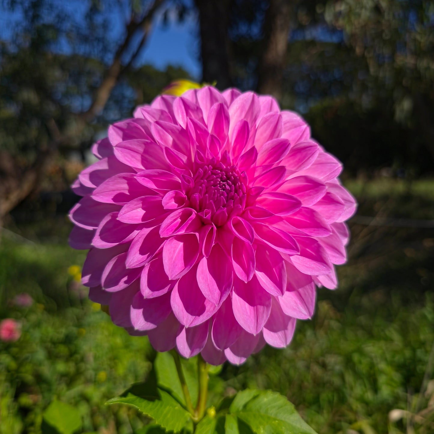Kiara Pompadour Dahlia Tubers