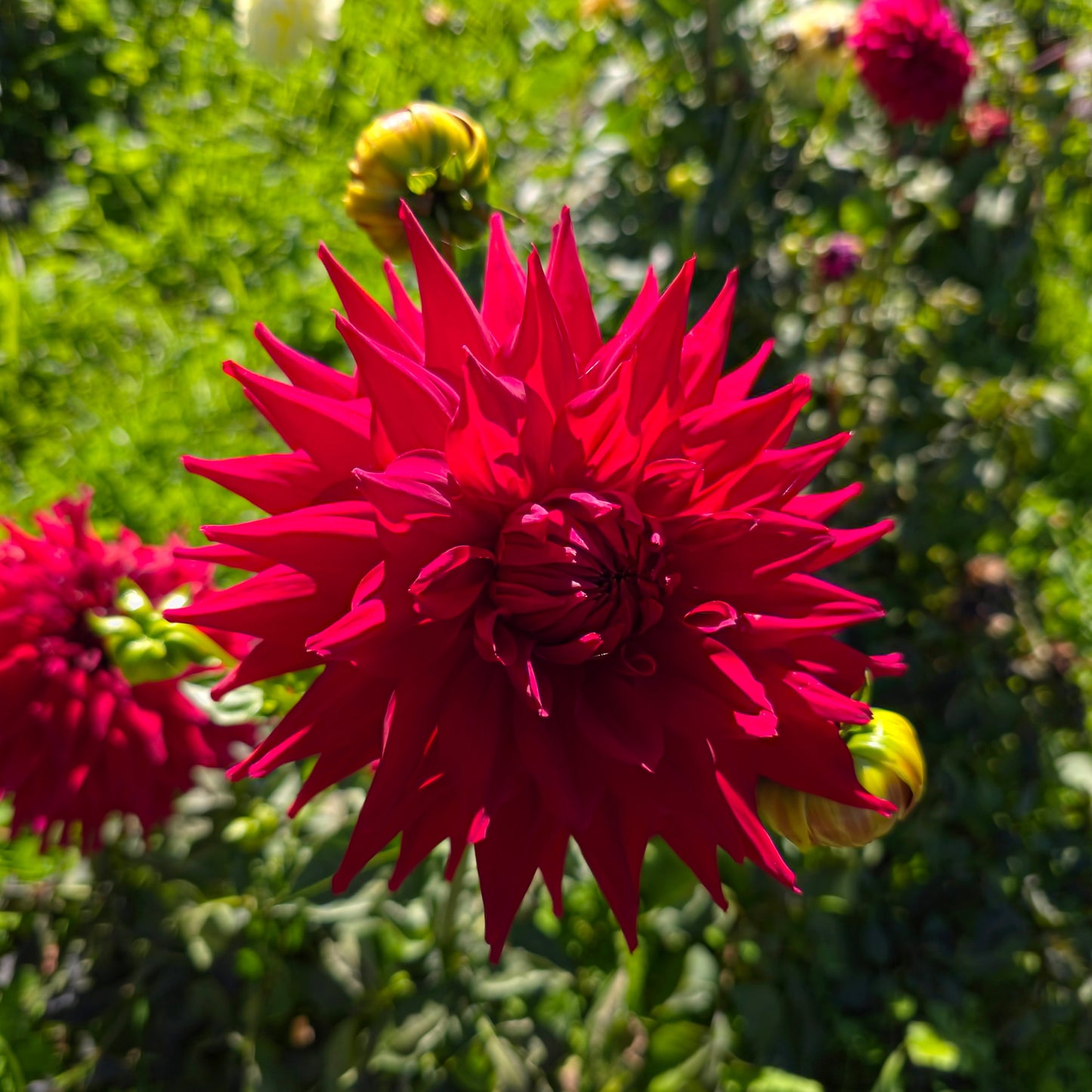 Hillcrest Duncan Edwards Dahlia Tubers