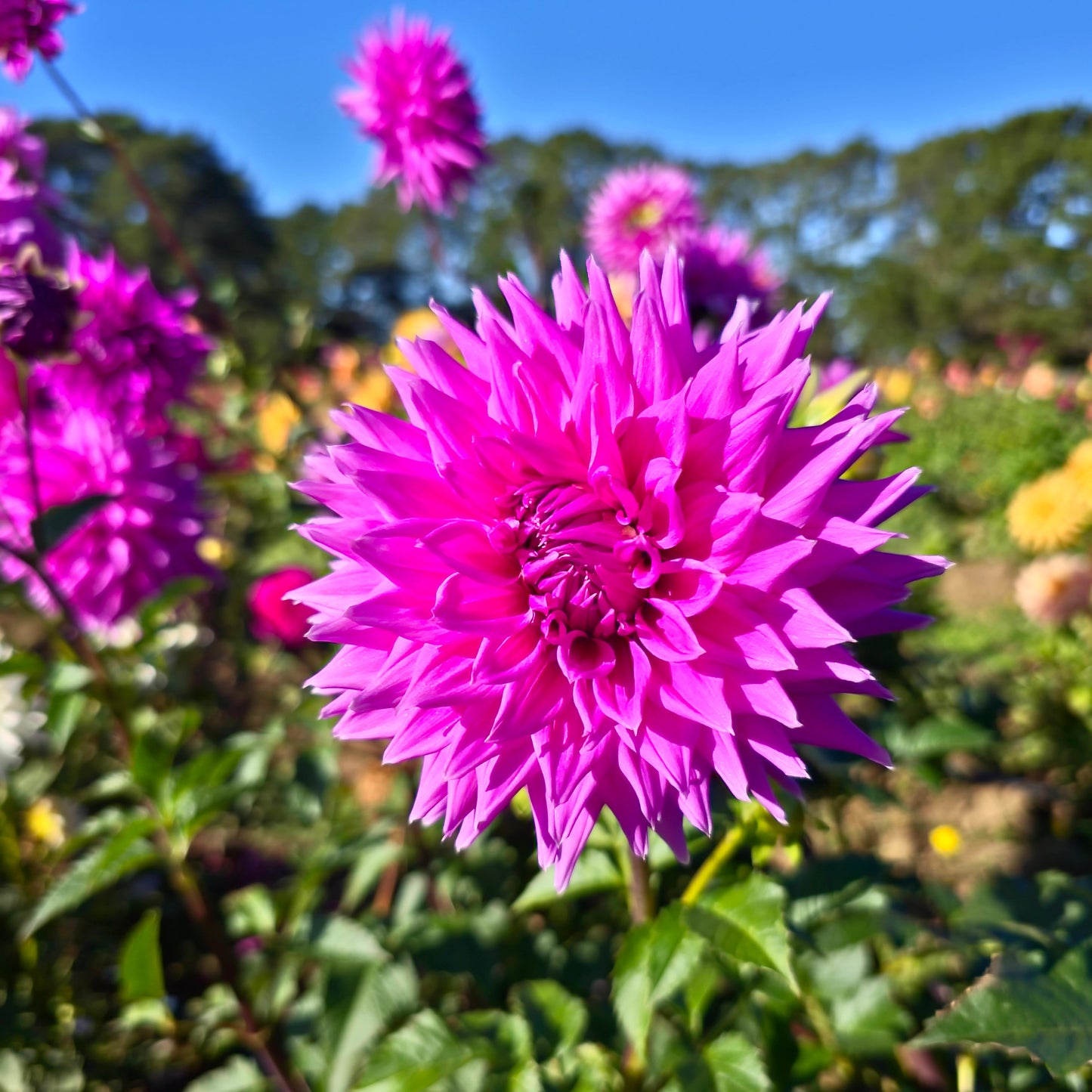 Hedgehog Dahlia Tubers
