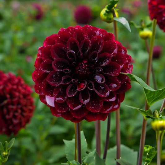 Florelie Magpie Dahlia Tubers image 0