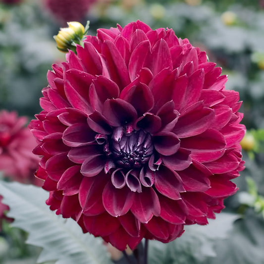 Black Embers Dahlia Tubers image 0