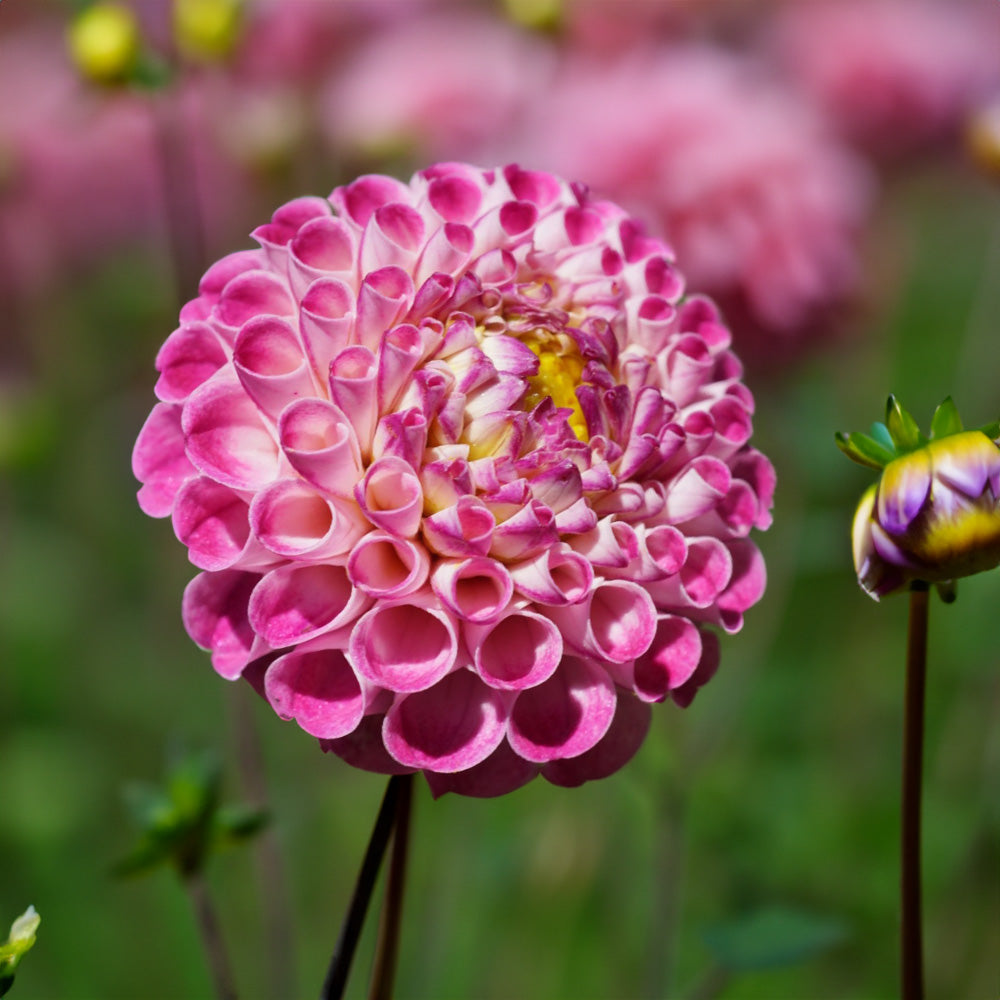 Orieti Duke Dahlia Tubers image 0