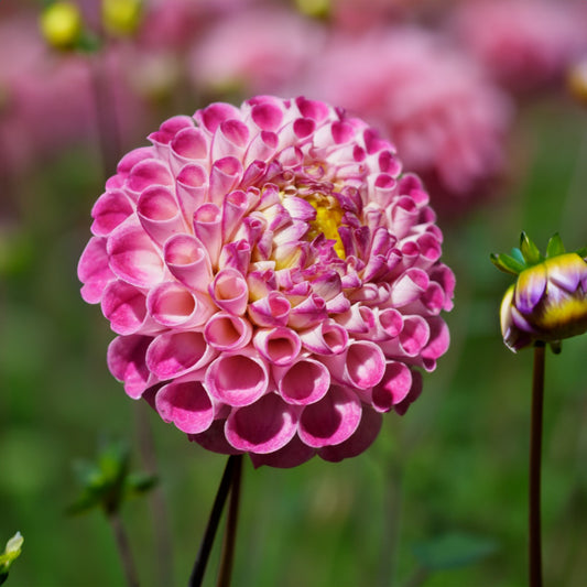 Orieti Duke Dahlia Tubers image 0