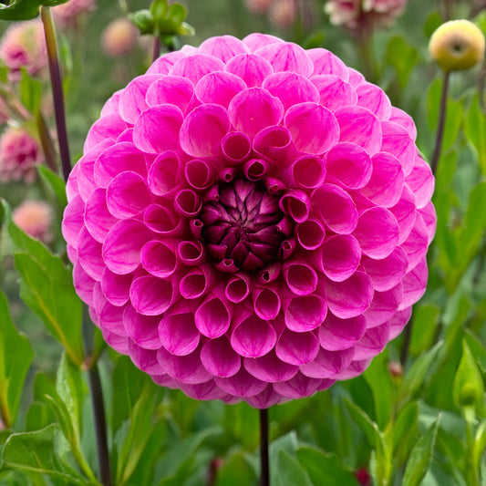Florelie Novice Dahlia Tubers image 0