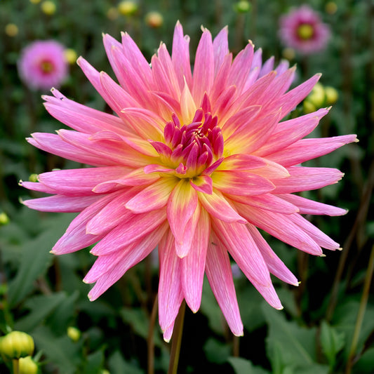 Longwarry Lita Dahlia Tubers image 0