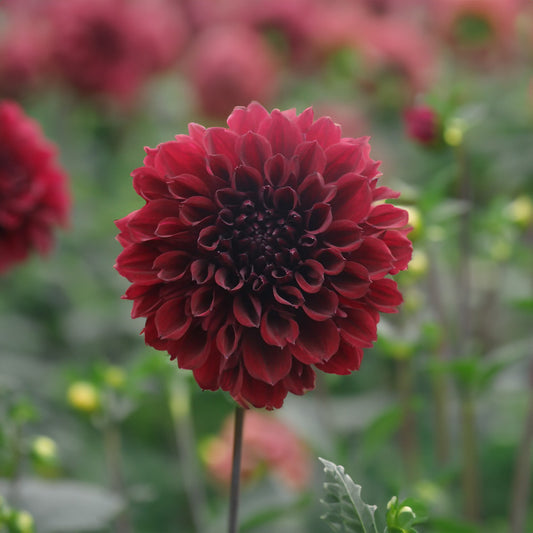 Nugget Dahlia Tubers image 0