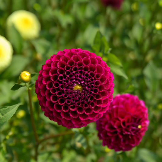Pride of Place Dahlia Tubers image 0