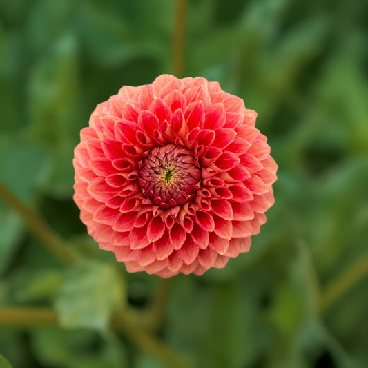 Christie Merlot Dahlia Tubers image 0