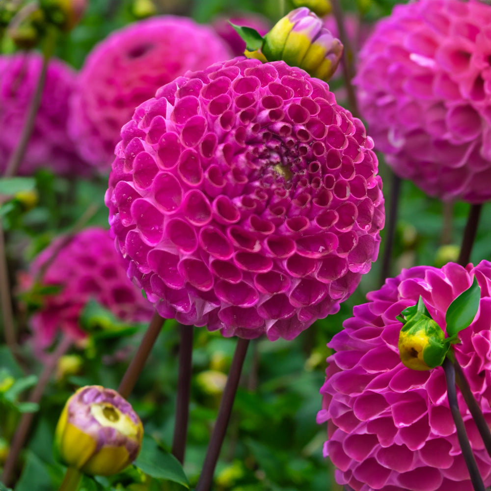 Gordon Lockwood Dahlia Tubers image 0