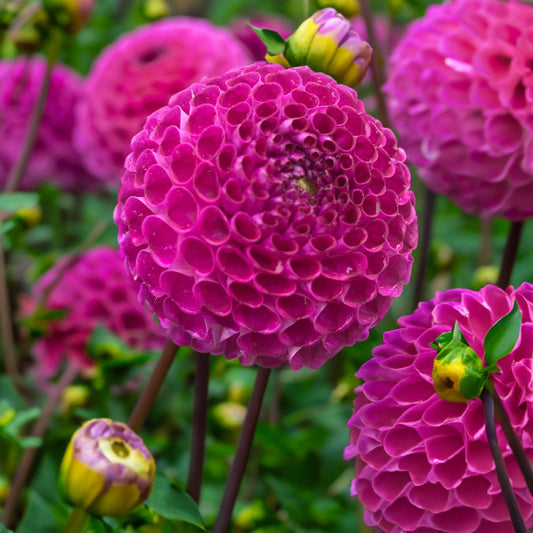 Gordon Lockwood Dahlia Tubers image 0