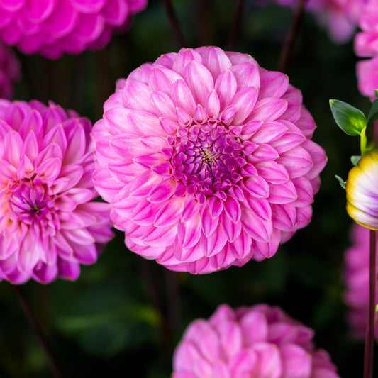 Bracken Sequel Dahlia Tubers image 0