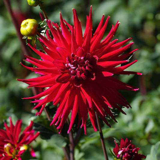 Mrs Rees Dahlia Tubers image 0