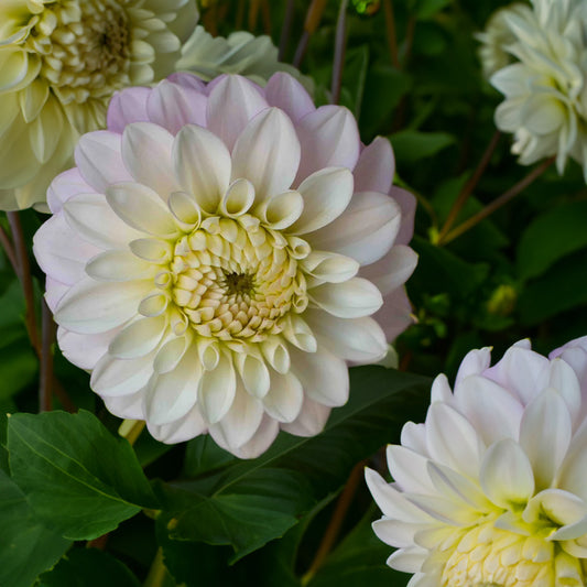 Florelie Tiara Dahlia Tubers image 0