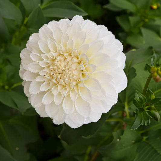 Formby Alpine Dahlia Tubers image 0