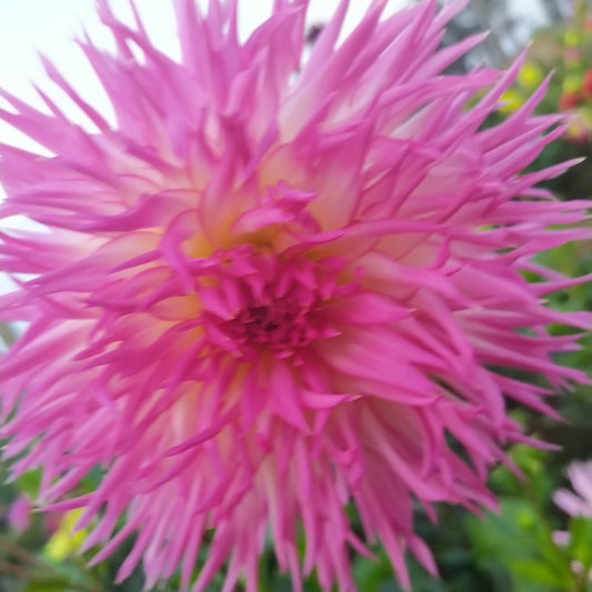 Aitara Picardy Dahlia Tubers