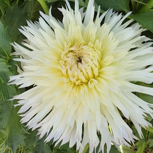 Aitari Ace Of White Dahlia Tuber