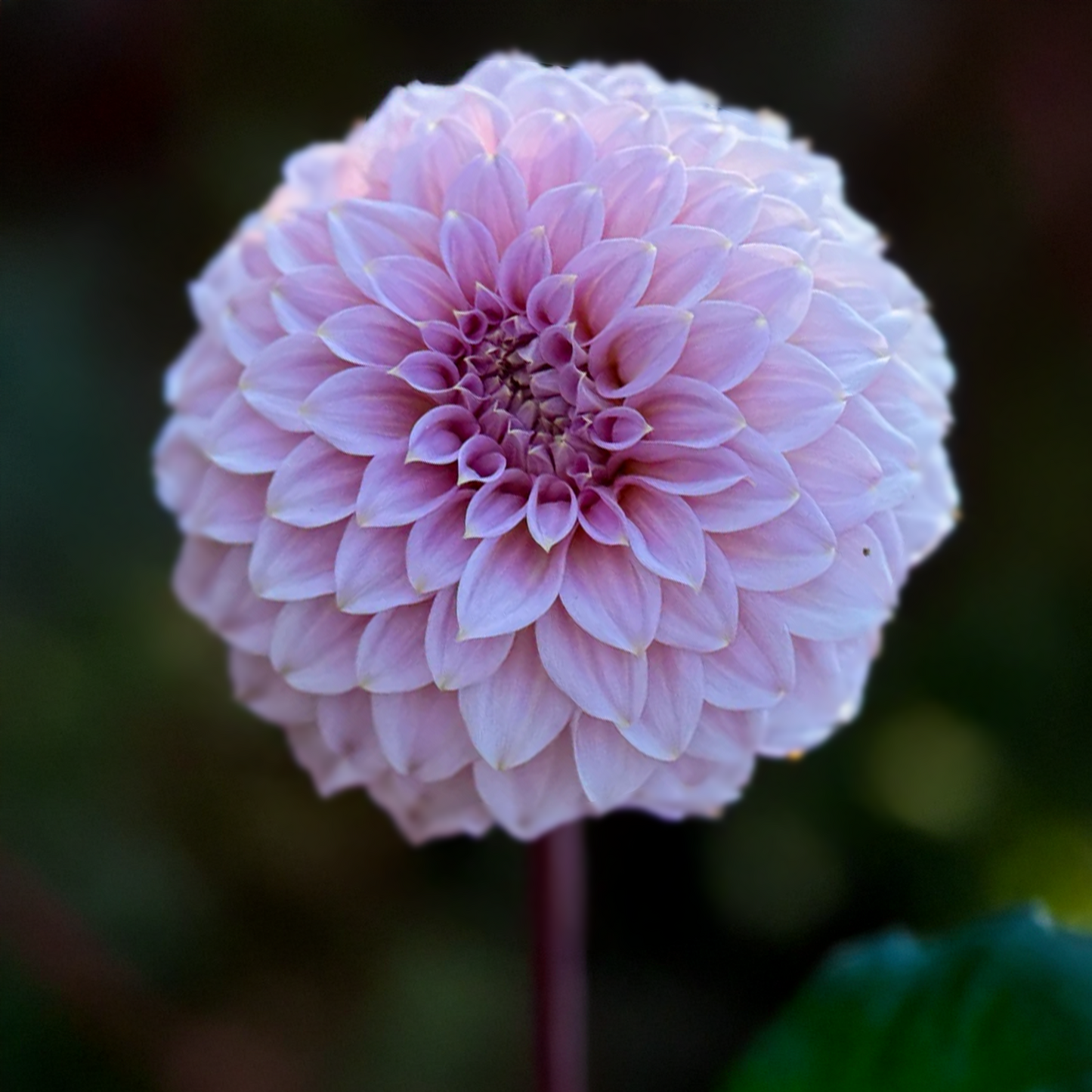 Araluen Leatrice Dahlia Tubers