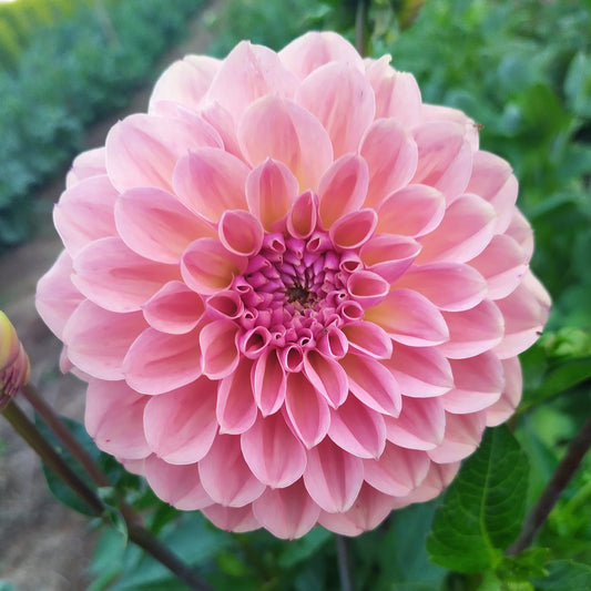 Breannon Dahlia Tubers