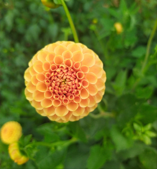 Hansford Honey Pom Dahlia Tubers