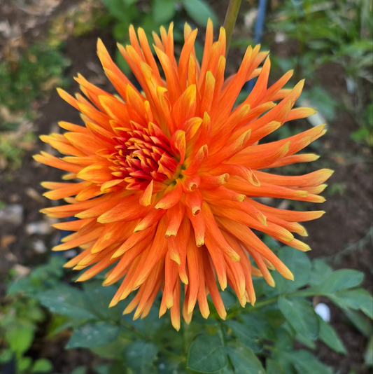 Tuscany Dahlia Tubers