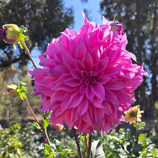 Candy Dahlia Tubers