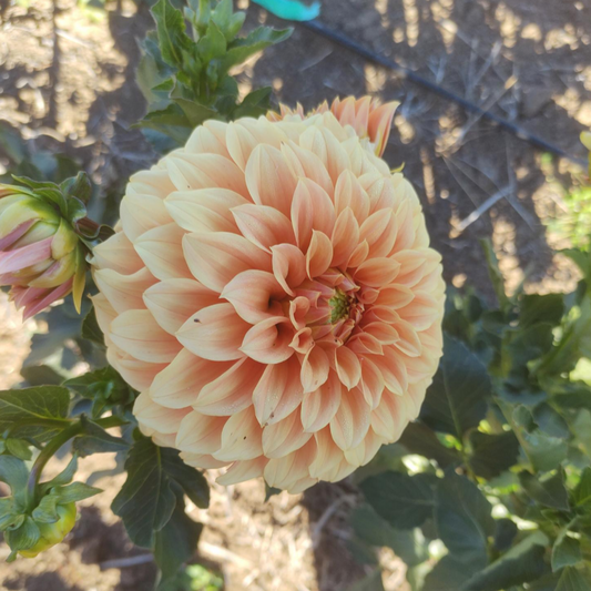 Bracken Palomino Dahlia Tubers