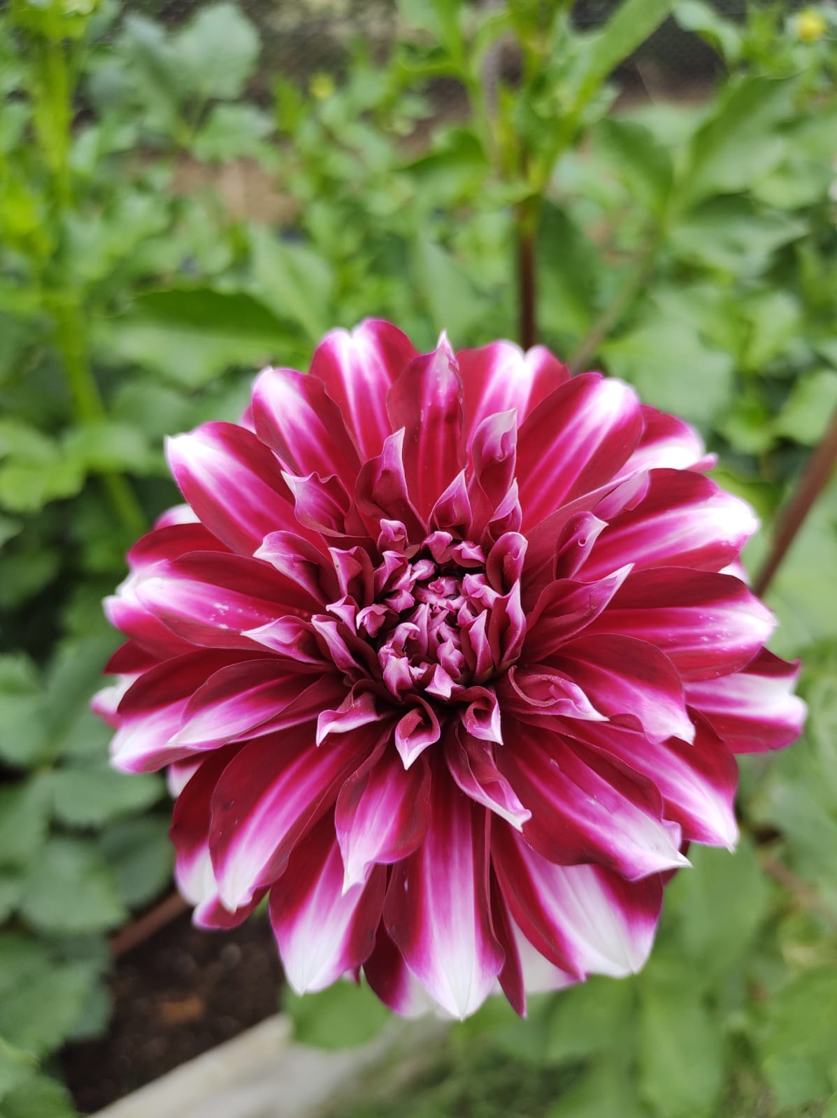 Helena Dahlia Tubers