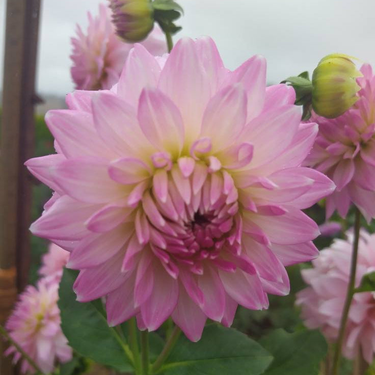 Lilac Minimo Dahlia Tubers