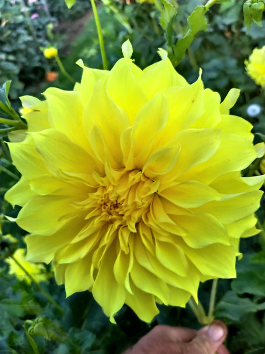 Winter Sun Dahlia Tubers