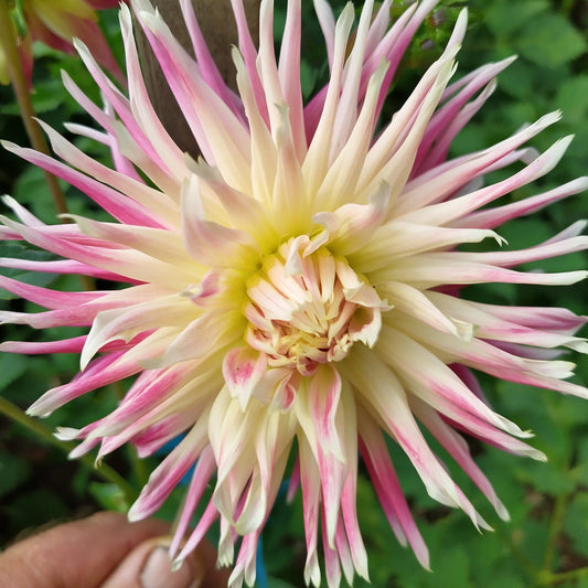 Valley of St Lambert Dahlia Tubers