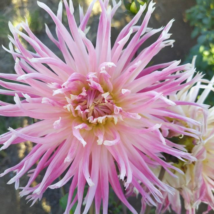 Valley of St Lambert Dahlia Tubers