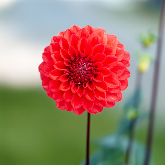 Florelie Neon Dahlia Tubers image 0