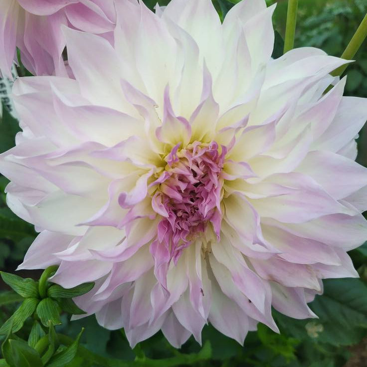 Anne's Delight Dahlia Tubers