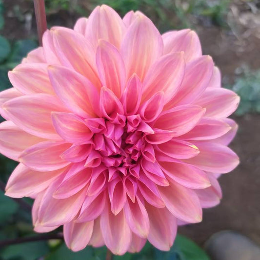 April Glory Dahlia Tubers