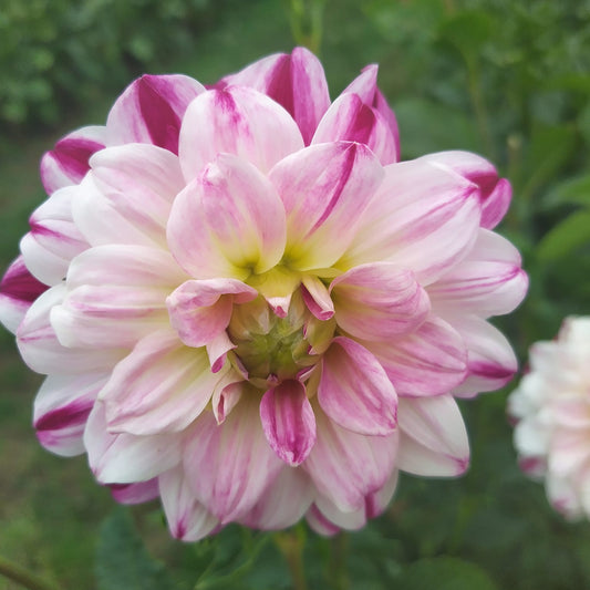 Atlantic Jewel Dahlia Tubers