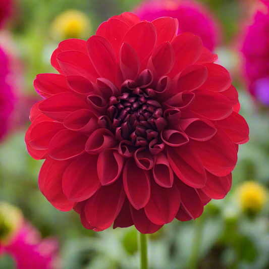 Dragons Blood Dahlia Tubers