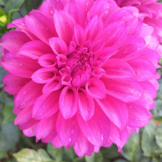 Blue Edge Dahlia Tubers