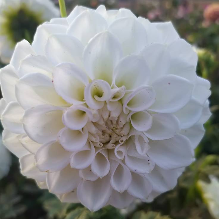 Boundary Snowflake Dahlia Tubers