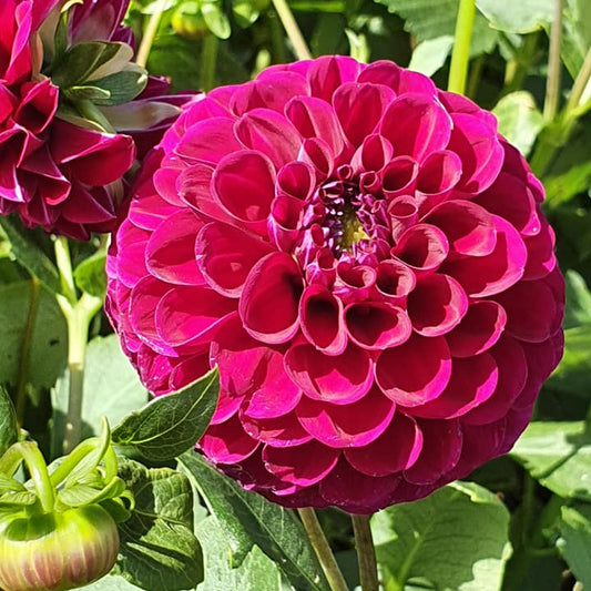Burgundy Ball Dahlia Tubers