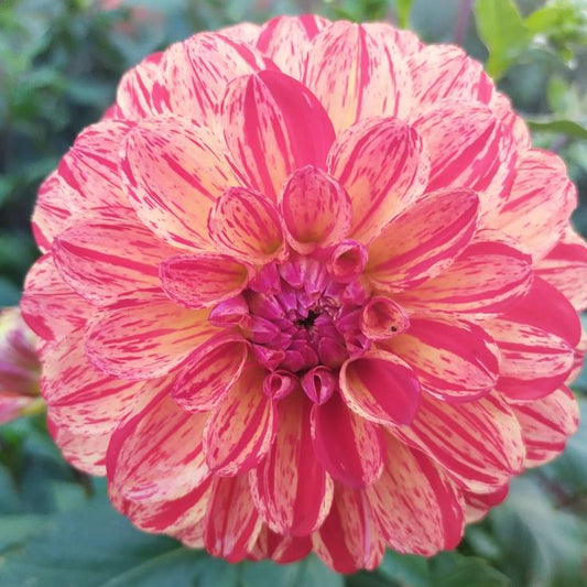 Bushfire Dahlia Tubers