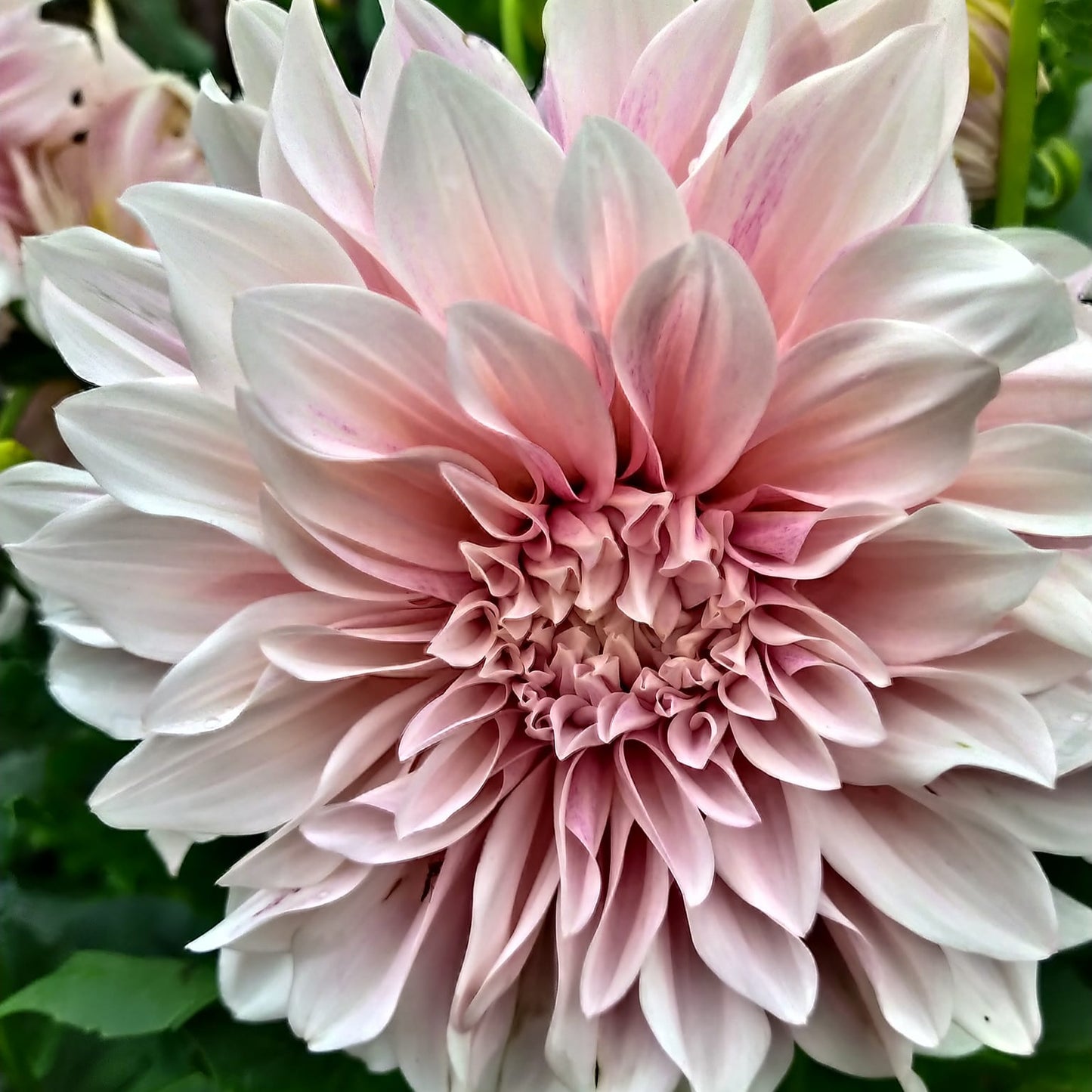 Cafe au late Dahlia Tubers