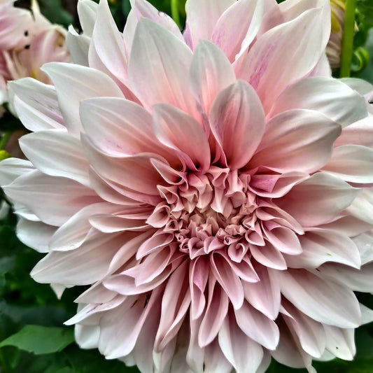 Cafe au late Dahlia Tubers