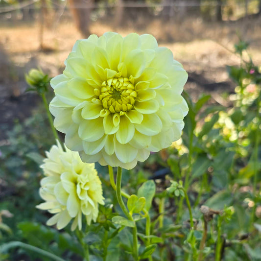 Cameo Dahlia Tuber