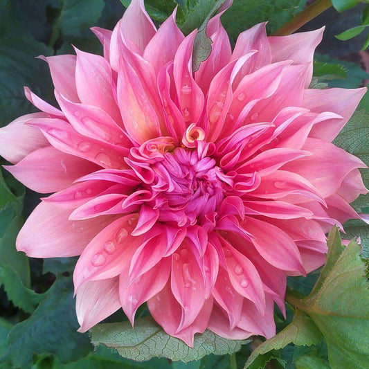 Carlos Watermelon Dahlia Tubers