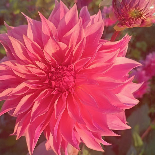 Carlos Watermelon Dahlia Tubers